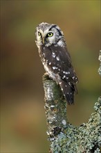 Tengmalm's owl (Aegolius funereus), Great Horned Owl, adult, perch, alert, in autumn, Sumava, Czech