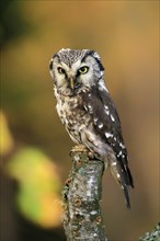 Tengmalm's owl (Aegolius funereus), Great Horned Owl, adult, perch, alert, in autumn, Sumava, Czech