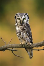 Tengmalm's owl (Aegolius funereus), Great Horned Owl, adult, perch, alert, in autumn, Sumava, Czech