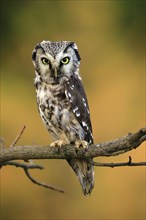 Tengmalm's owl (Aegolius funereus), Great Horned Owl, adult, perch, alert, in autumn, Sumava, Czech