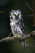 Tengmalm's owl (Aegolius funereus), Great Horned Owl, adult, perch, alert, in autumn, Sumava, Czech