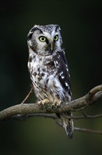 Tengmalm's owl (Aegolius funereus), Great Horned Owl, adult, perch, alert, in autumn, Sumava, Czech