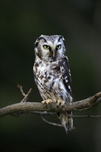 Tengmalm's owl (Aegolius funereus), Great Horned Owl, adult, perch, alert, in autumn, Sumava, Czech