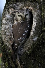 Tengmalm's owl (Aegolius funereus), Great Horned Owl, adult, on tree, alert, in autumn, at tree