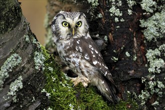 Tengmalm's owl (Aegolius funereus), Great Horned Owl, adult, on tree, alert, in autumn, Bohemian