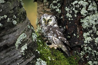 Tengmalm's owl (Aegolius funereus), Great Horned Owl, adult, on tree, alert, in autumn, Bohemian