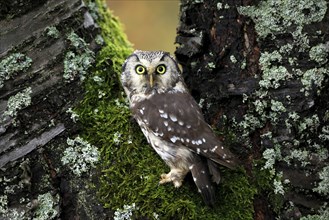 Tengmalm's owl (Aegolius funereus), Great Horned Owl, adult, on tree, alert, in autumn, Bohemian