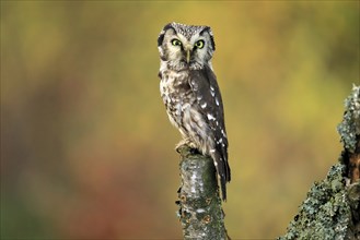 Tengmalm's owl (Aegolius funereus), Great Horned Owl, adult, perch, alert, in autumn, Sumava, Czech