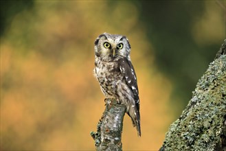 Tengmalm's owl (Aegolius funereus), Great Horned Owl, adult, perch, alert, in autumn, Sumava, Czech