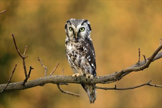 Tengmalm's owl (Aegolius funereus), Great Horned Owl, adult, perch, alert, in autumn, Sumava, Czech