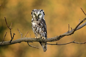 Tengmalm's owl (Aegolius funereus), Great Horned Owl, adult, perch, alert, in autumn, Sumava, Czech