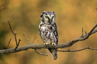 Tengmalm's owl (Aegolius funereus), Great Horned Owl, adult, perch, alert, in autumn, Sumava, Czech