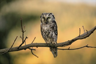 Tengmalm's owl (Aegolius funereus), Great Horned Owl, adult, perch, alert, in autumn, Sumava, Czech