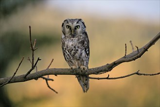 Tengmalm's owl (Aegolius funereus), Great Horned Owl, adult, perch, alert, in autumn, Sumava, Czech