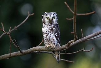 Tengmalm's owl (Aegolius funereus), Great Horned Owl, adult, perch, alert, in autumn, Sumava, Czech