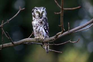 Tengmalm's owl (Aegolius funereus), Great Horned Owl, adult, perch, alert, in autumn, Sumava, Czech