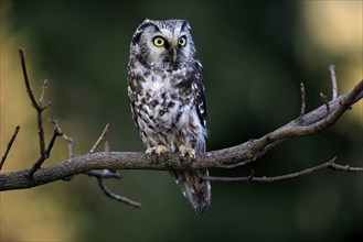 Tengmalm's owl (Aegolius funereus), Great Horned Owl, adult, perch, alert, in autumn, Sumava, Czech