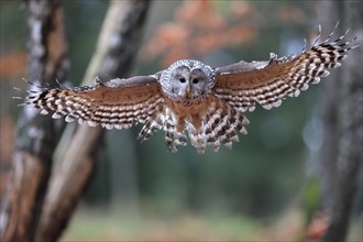 Ural owl (Strix uralensis), adult, on wait, landing, in autumn, Sumava, Czech Republic, Europe