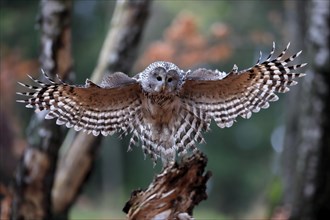 Ural owl (Strix uralensis), adult, on wait, landing, in autumn, Sumava, Czech Republic, Europe