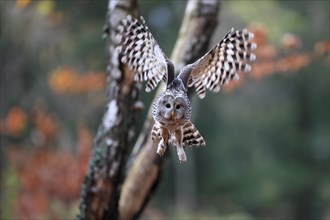 Ural owl (Strix uralensis), adult, flying, in autumn, Sumava, Czech Republic, Europe