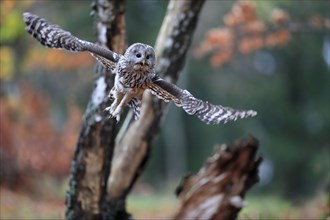 Ural owl (Strix uralensis), adult, flying, in autumn, Sumava, Czech Republic, Europe