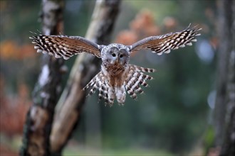 Ural owl (Strix uralensis), adult, flying, in autumn, Sumava, Czech Republic, Europe