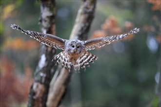 Ural owl (Strix uralensis), adult, flying, in autumn, Sumava, Czech Republic, Europe