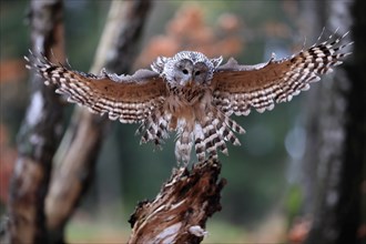 Ural owl (Strix uralensis), adult, on wait, landing, in autumn, Sumava, Czech Republic, Europe