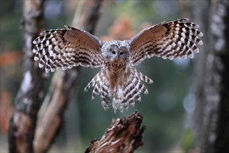 Ural owl (Strix uralensis), adult, on wait, landing, in autumn, Sumava, Czech Republic, Europe