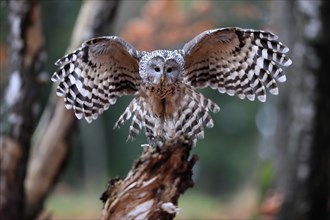 Ural owl (Strix uralensis), adult, on wait, landing, in autumn, Sumava, Czech Republic, Europe