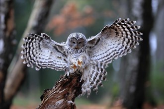 Ural owl (Strix uralensis), adult, on wait, landing, in autumn, Sumava, Czech Republic, Europe