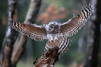 Ural owl (Strix uralensis), adult, on wait, landing, in autumn, Sumava, Czech Republic, Europe