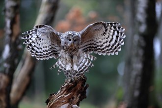 Ural owl (Strix uralensis), adult, on wait, landing, in autumn, Sumava, Czech Republic, Europe