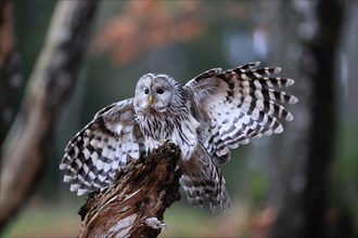 Ural owl (Strix uralensis), adult, on guard, spreading wings, in autumn, Bohemian Forest, Czech