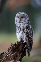 Ural owl (Strix uralensis), adult, perch, alert, in autumn, Sumava, Czech Republic, Europe