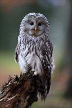 Ural owl (Strix uralensis), adult, on wait, calling, in autumn, Sumava, Czech Republic, Europe