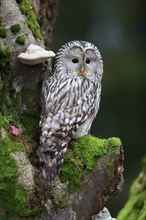 Ural owl (Strix uralensis), adult, on tree trunk, alert, in autumn, Bohemian Forest, Czech