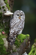 Ural owl (Strix uralensis), adult, on tree trunk, alert, in autumn, Bohemian Forest, Czech