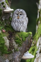 Ural owl (Strix uralensis), adult, on tree trunk, alert, in autumn, Bohemian Forest, Czech