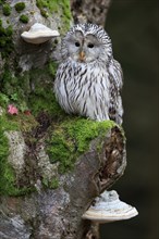 Ural owl (Strix uralensis), adult, on tree trunk, alert, in autumn, Bohemian Forest, Czech