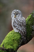 Ural owl (Strix uralensis), adult, on tree, alert, in autumn, Sumava, Czech Republic, Europe