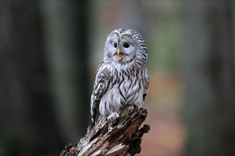 Ural owl (Strix uralensis), adult, on wait, calling, in autumn, Sumava, Czech Republic, Europe