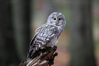 Ural owl (Strix uralensis), adult, perch, alert, in autumn, Sumava, Czech Republic, Europe