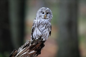 Ural owl (Strix uralensis), adult, perch, alert, in autumn, Sumava, Czech Republic, Europe