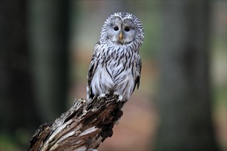 Ural owl (Strix uralensis), adult, perch, alert, in autumn, Sumava, Czech Republic, Europe