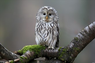 Ural owl (Strix uralensis), adult, on tree, alert, in autumn, Sumava, Czech Republic, Europe