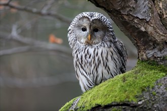 Ural owl (Strix uralensis), adult, on tree, alert, in autumn, Sumava, Czech Republic, Europe