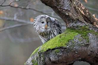 Ural owl (Strix uralensis), adult, on tree, alert, in autumn, Sumava, Czech Republic, Europe