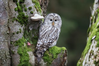 Ural owl (Strix uralensis), adult, on tree trunk, alert, in autumn, Bohemian Forest, Czech