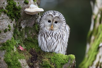 Ural owl (Strix uralensis), adult, on tree trunk, alert, in autumn, Bohemian Forest, Czech